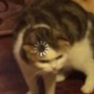 Meet your Posher, Yusuf